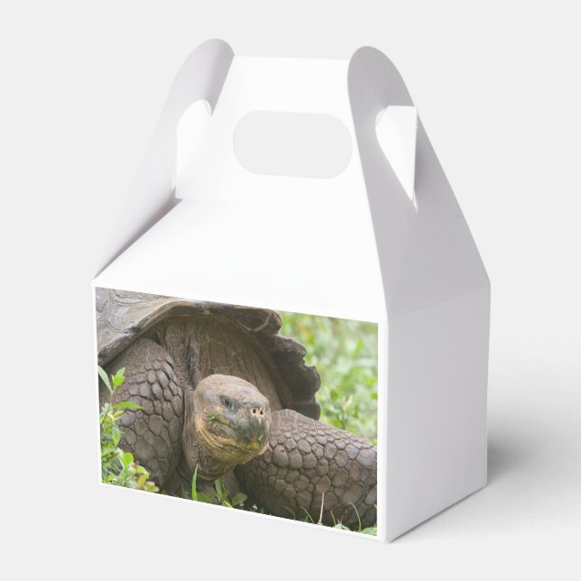 Riesenschildkröte Geschenkschachtel (Rückseite)