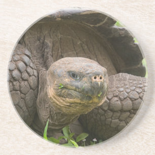 Riesenschildkröte Getränkeuntersetzer