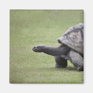 Riesenschildkröte im Gras Magnet