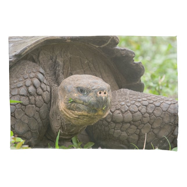 Riesenschildkröte Kissenbezug (Vorderseite)