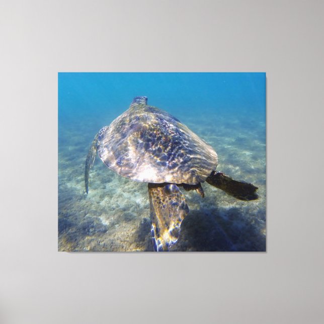 Riesenschildkröte Leinwanddruck (Vorderseite)