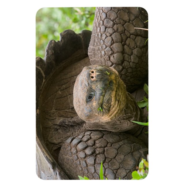 Riesenschildkröte Magnet (Vertikal)