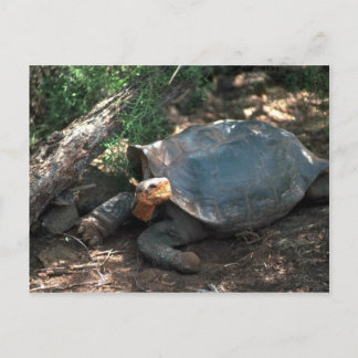 Riesenschildkröte mit Sattelstütze, die sich absei Postkarte