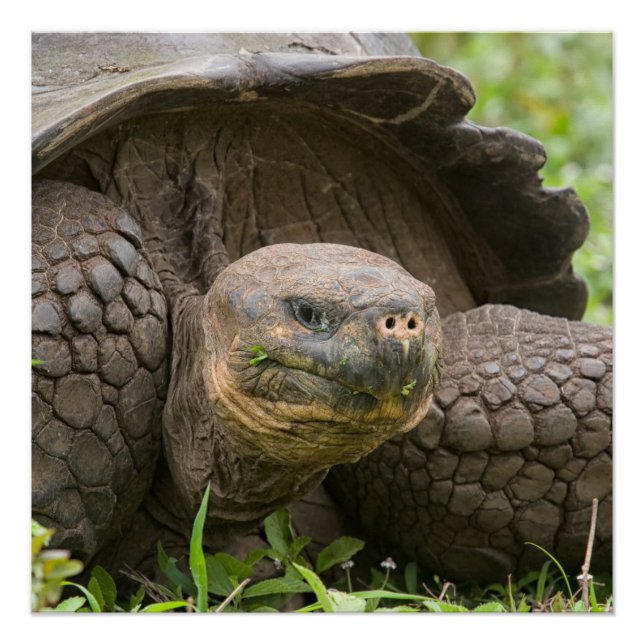 Riesenschildkröte Poster (Vorderseite)