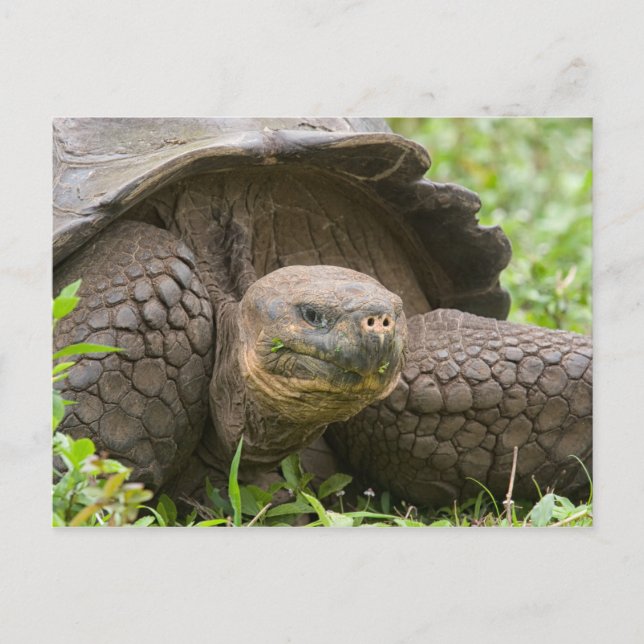 Riesenschildkröte Postkarte (Vorderseite)