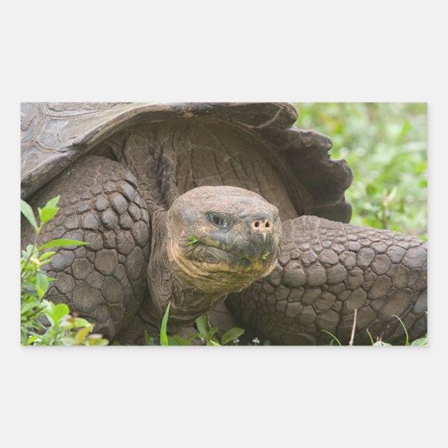 Riesenschildkröte Rechteckiger Aufkleber (Vorderseite)