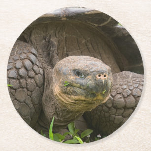 Riesenschildkröte Runder Pappuntersetzer