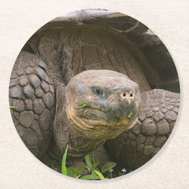 Riesenschildkröte Runder Pappuntersetzer (Vorderseite)