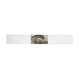 Riesenschildkröte Rundum-Adressaufkleber