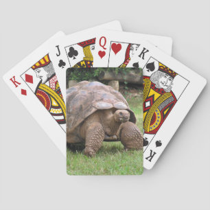 Riesenschildkröte Spielkarten