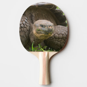 Riesenschildkröte Tischtennis Schläger