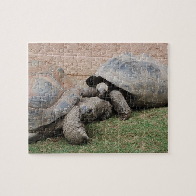 Riesenschildkröten Puzzle (Horizontal)