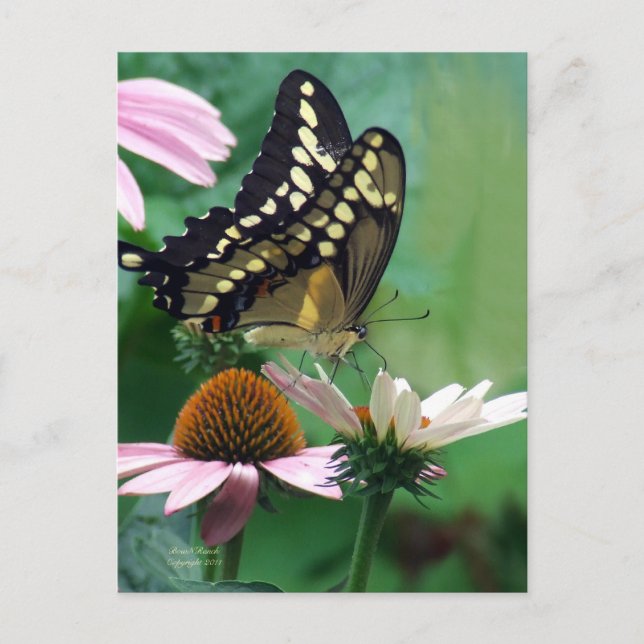 Riesenschmetterling auf Blume Postkarte (Vorderseite)