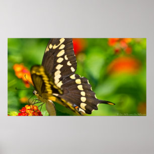 Riesenschmetterling in Wildblumen Poster