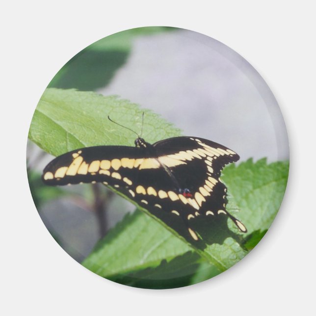 Riesenschmetterling - Magnet (Vorne)