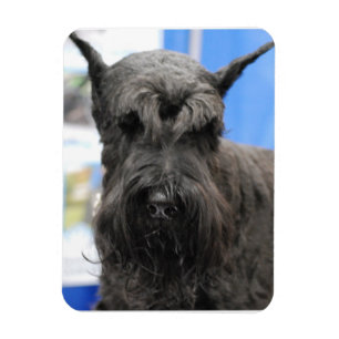 Riesenschnauzer Magnet
