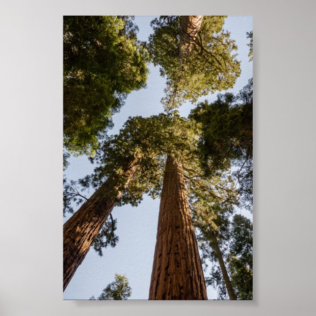 Riesensequenzen im Sequoia-Nationalpark Poster (Vorne)