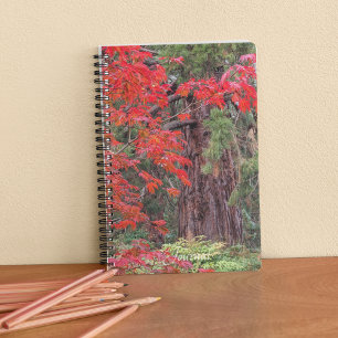 Riesensequenzen und Blätter des Roten Ahorns Notizbuch