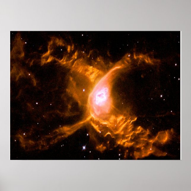 Riesenspinne | Spinnen Lovers Gift Poster (Vorne)