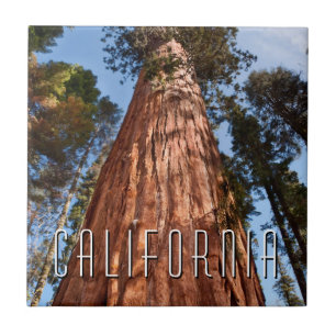 Riesenspinner Fliese