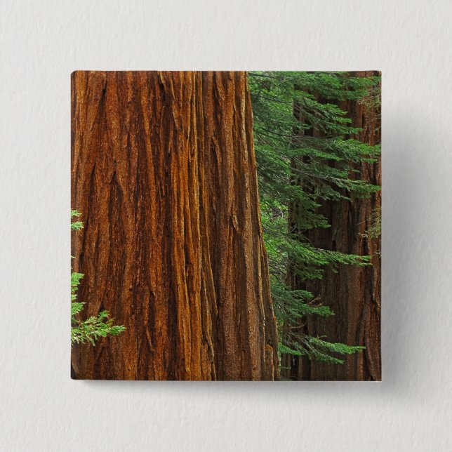 Riesenstämme aus Sequoia im Wald, Yosemite Button (Vorderseite)
