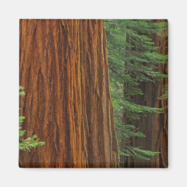 Riesenstämme aus Sequoia im Wald, Yosemite Magnet (Vorne)