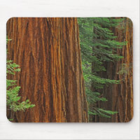 Riesenstämme aus Sequoia im Wald, Yosemite