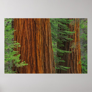 Riesenstämme aus Sequoia im Wald, Yosemite Poster