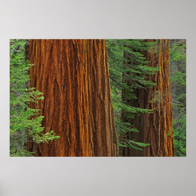 Riesenstämme aus Sequoia im Wald, Yosemite Poster (Vorne)