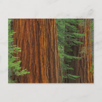 Riesenstämme aus Sequoia im Wald, Yosemite