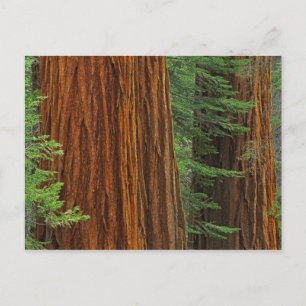 Riesenstämme aus Sequoia im Wald, Yosemite Postkarte