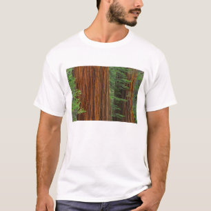 Riesenstämme aus Sequoia im Wald, Yosemite T-Shirt