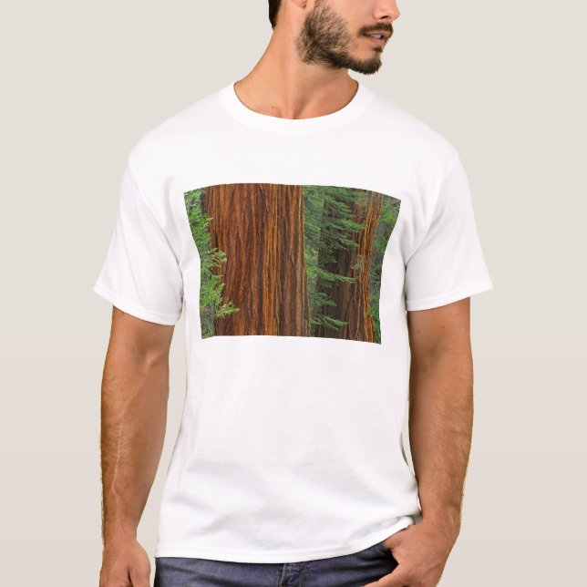 Riesenstämme aus Sequoia im Wald, Yosemite T-Shirt (Vorderseite)