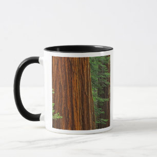 Riesenstämme aus Sequoia im Wald, Yosemite Tasse
