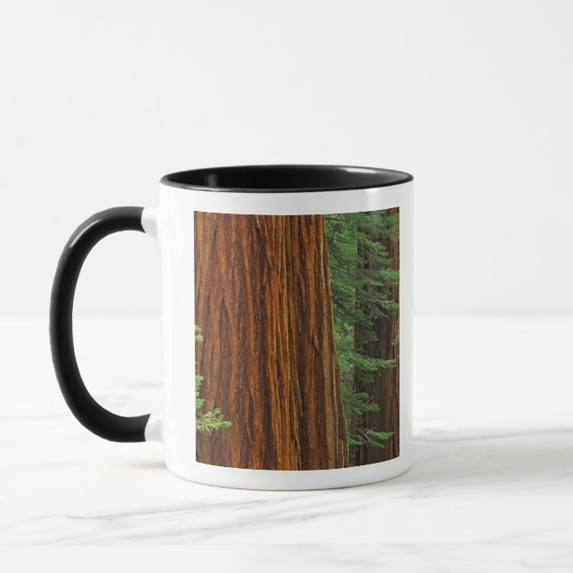 Riesenstämme aus Sequoia im Wald, Yosemite Tasse (Links)