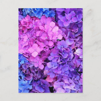 Riesige Büschel lila und blaue Hortensien Postkarte
