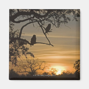 Riesige Eagle-Eulen (Bubo lacteus) silhouettiert Magnet