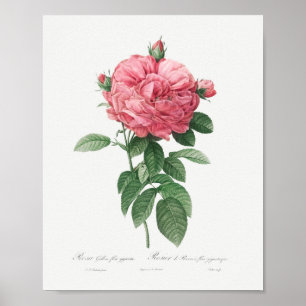 Riesige französische Rosenblüte Vintage Florale Ro Poster
