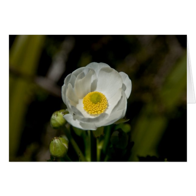 Riesige Gebirgsbutterblume (Vorderseite (Horizontal))