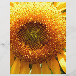 Riesige gelbe Mammut-Sonnenblume Foto