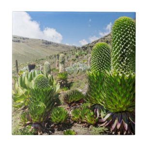 Riesige Lobelie (Lobelia Deckenii) am Mount Kenya Fliese