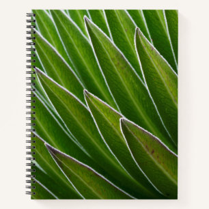 Riesige Lobelie (Lobelia telekii) Kenia, Afrika Notizbuch