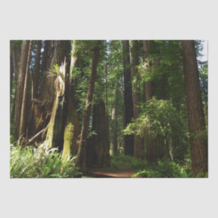 Riesige Mammutbäume und Farne im Redwood National  Seidenpapier