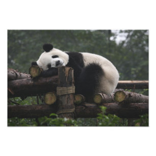 Riesige Pandas im Schutzgebiet für Große Pandas Fotodruck