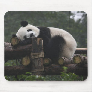 Riesige Pandas im Schutzgebiet für Große Pandas Mousepad