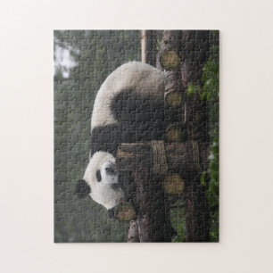 Riesige Pandas im Schutzgebiet für Riesenpandas Puzzle