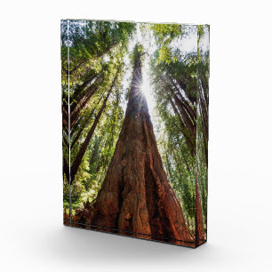 Riesige Redwoods Fotoblock