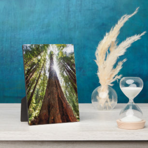 Riesige Redwoods Fotoplatte