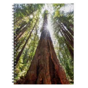 Riesige Redwoods Notizblock