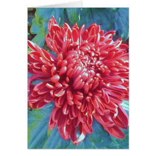 Riesige rote Blüten-Blumen-Gruß-Anmerkungs-Karte